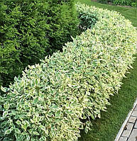 Дерен білий "Elegantissima"  багаторічні садові квіти,чагарники