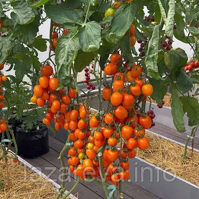 Насіння томату Версаль F1 10 шт, фото 1