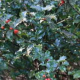 Падуб "Blue Angel", фото 2