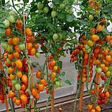 Насіння томату Версаль F1 10 шт, фото 2