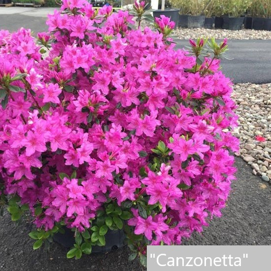 Азалія японська "Canzonetta" ,садові багаторічні низькорослі кущі, фото 1