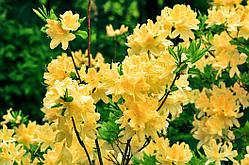 Азалія "Anneke" саджанці рододендронів,азалій,садові рослини