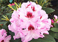 Рододендрон "Krolowa Jadwiga"