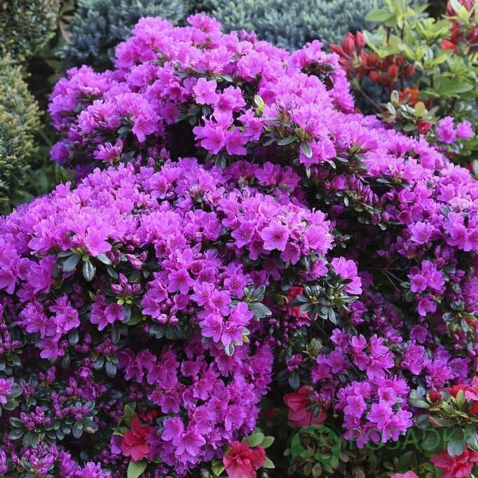 Азалія японська "Blaue Donau" саджанці садових квітів,чагарників, фото 1