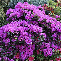 Азалія японська "Blaue Donau"  саджанці садових квітів,чагарників