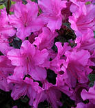 Азалія японська "Blaue Donau" саджанці садових квітів,чагарників, фото 2