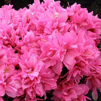 Азалія японська "Melina"