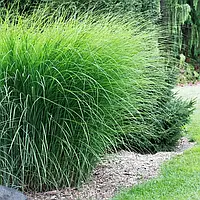 Miscanthus sinensis "Gracillimus"