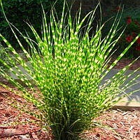 Miscanthus sinensis "Little Zebra"  міскантус садовий ,трави багаторічні