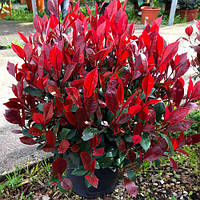 Фотінія "Little Red Robin"  вічнозелені садові рослини,квіти