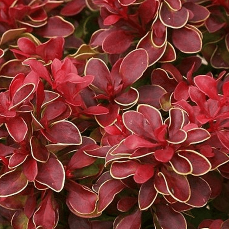 Барбарис "Chiquita", фото 1