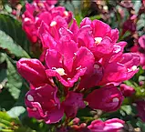 Вейгела "Big Love"  чагарники,квіти для саду багаторічні, фото 2