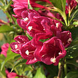 Вейгела "Big Love"  чагарники,квіти для саду багаторічні, фото 3
