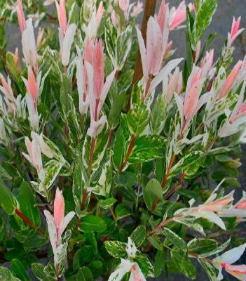 Верба "Hakuro-Nishiki" С2   саджанці садових рослин, фото 1