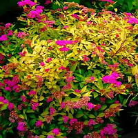 Спірея японська "Golden Jack"С2