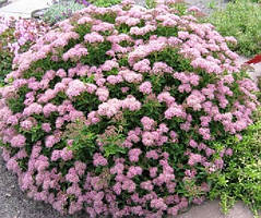 Спірея японська "Little Princess"