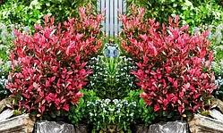 Фотінія "Little Fenna"