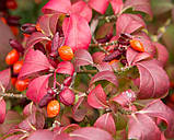 Бересклет крилатий "Compactus"С2 садові рослини,чагарники,кущі, фото 2