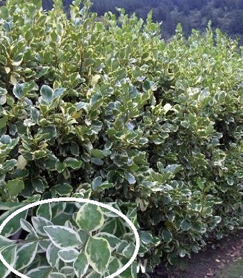 Бірючина срібнолиста "Variegata", фото 1