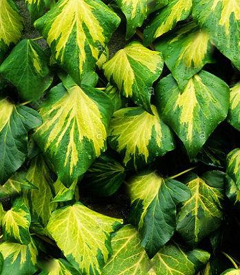 Плющ колхідський "Sulphur Heart" садові ліани, фото 1