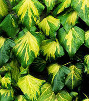 Плющ колхідський "Sulphur Heart" садові ліани
