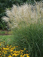 Miscanthus sinensis "Graziella"