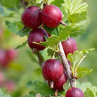 Аґрус "Hinnonmaki Rot" р9  саджанці плодових кущів