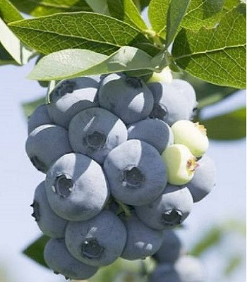 Лохина "Тоrо"С3, фото 1