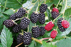 Ожина "Thornless Evergreen" С2