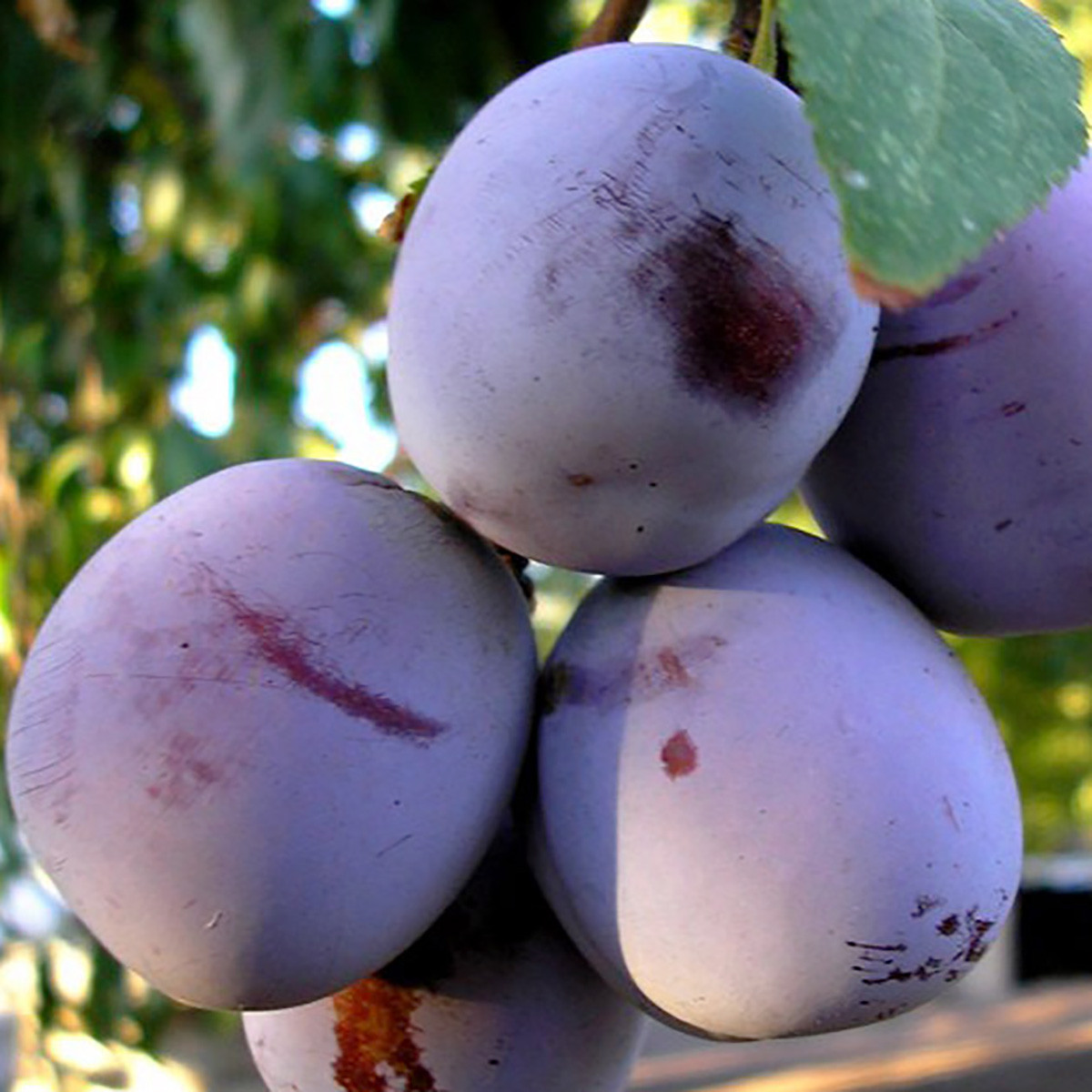 Слива "Анна Шпет" саджанці плодових дерев, фото 1