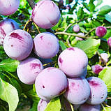 Слива "Анна Шпет" саджанці плодових дерев, фото 2