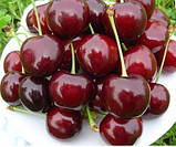 Черешня Великоплідна саджанці ,плодові дерева, фото 2