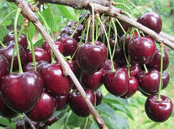Черешня Кордія   саджанці черешні,саджанці плодових дерев