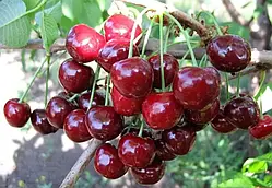 Черешня Ярославна   плодові саджанцці черешні