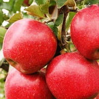 Яблуня Амулет  саджанці плодових ,плодові дерева