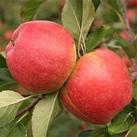 Яблуня Аріва   ,саджанці яблунь