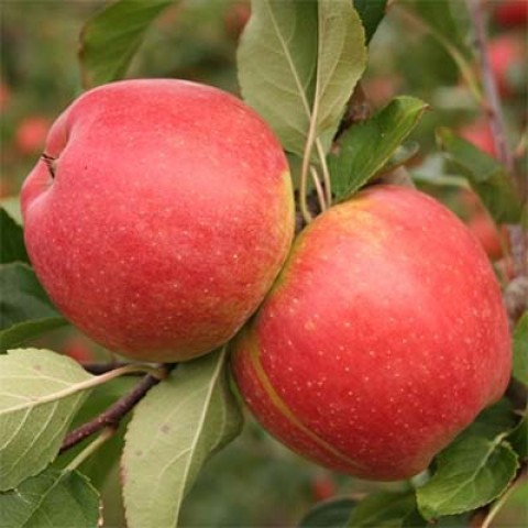 Яблуня Аріва ,саджанці яблунь, фото 1