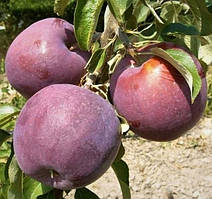 Яблуня Вільямс Прайд   ,саджанці,дерева плодові