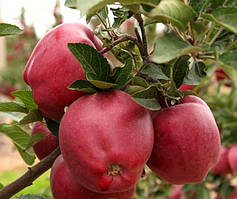 Яблуня Глостер   ,саджанці яблуні