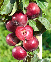 Яблуня Джероміні   , плодово-ягідні саджанці