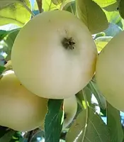 Яблуня Паперівка    саджанці яблуні