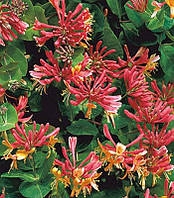 Каприфоль "Goldflame"  багаторічні квіти,ліани