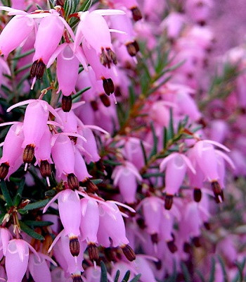 Еріка "Darley Dale" квіти садові багаторічні, фото 1