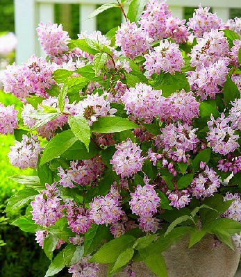 Дейція "Raspberry Sundae" С2 садові квіти ,квіткова россада у горщиках, фото 1