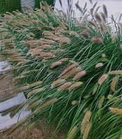 Pennisetum "Lady U"  садові багаторічні рослини,трави