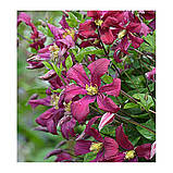Клематис "Strawberry Fields" Садові квіти ,що в'ються, фото 2