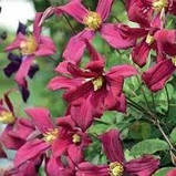 Клематис "Strawberry Fields" Садові квіти ,що в'ються, фото 3