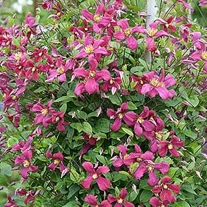 Клематис "Strawberry Fields" Садові квіти ,що в'ються, фото 1