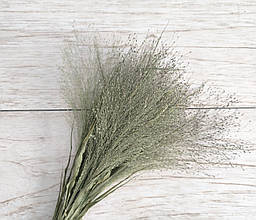 Сухоцвіт панікум "Фонтан". 10 гілочок