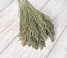 Сухоцвіт африканське просо. 10 шт